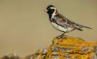 Lapland longspur in its summer home on the arctic tundra of the Seward Peninsula. Alaska Art Print